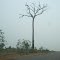 Castanheira queimada