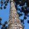 Gigante pela própria natureza! Imponente araucária centenária - Nova Prata - RS