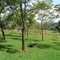 Jatai Farm - Near Corumbatai/SP/Brazil