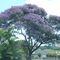 MANACÁ DA SERRA By JOSÉ CARLOS FARINA