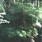 Samambaia-açú - Dicksonia Sellowiana
