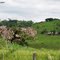 Paisagem rural