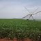 Lavoura de feijão (Phaseolus vulgaris) irrigado na Fazenda PCPER Lote 80 Proprietário Ezimar.