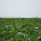 Lavoura de feijão (Phaseolus vulgaris) irrigado na Fazenda PCPER Lote 80 Proprietário Ezimar.