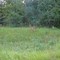 A "Yearling" near Cross Creek