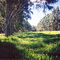 trees in pasture