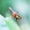 wasp