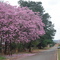 Ipê Av. Aristides k