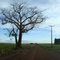 Estrada vicinal, pé de paineira e plantação de milho - Itaporã - Mato Grosso do Sul - Brasil