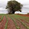 Plantação de milho - Itaporã - Mato Grosso do Sul - Brasil