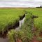 Plantação de arroz no varjão - Itaporã - Mato Grosso do Sul - Brasil