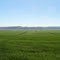 Green Fields
