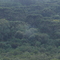 Araucárias em Castro