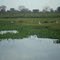 Pantanal MS )