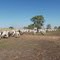 Pantanal MS ) Boiada