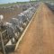 Pantanal MS ) Confinamento