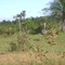 Ema, proximo a entrada da Fazenda Esperança