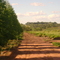 Plantaçao de Eucalipto Fazenda Esperança