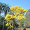 IPÊ AMARELO