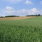 "Le blé en herbe..."