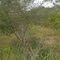 FAZENDA LAGOA DO PEDRO - CAMPO ALEGRE DE LOURDES