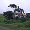 Paisagem com Araucárias