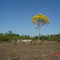 Fazenda Tres Irmaos -  Ipe