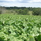 Lavoura de fumo (tabaco)