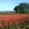 tierra tipo colorada