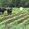 Plantação de fumo - produção familiar - ©RR