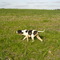 Pointer Inglês, S.Gabriel