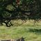 contryside