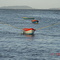 Barco de pesca - Itapoá com, São Francisco do Sul ao Fundo - SC