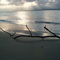 Divine nature