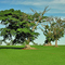 Agricultura (cultivo de trigo)