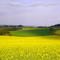 Campo de Canola RS