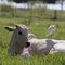 Garça Vaqueira  (Cattle Egret - BUBULCUS IBIS)