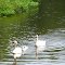 Swan family passing the channel between Hi Land and Halfmoon Lakes (Glenn Brook Rd, MI)