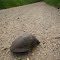 turtle crossing Cassidy Rd