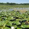 Flower season in Duck Lake, Gregory State Game Area