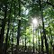 Maple woods (Pinckney State Recreation Area)