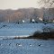 Geese's winter resort haven (North Lake, Lyndon, MI)