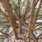 A huge conifer tree in Waterloo State Recreation Area