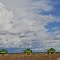 Colheita mecanizada, em larga escala, da produção de soja - Mechanical harvesting, large-scale, soybean production #sc