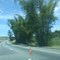 Rodovia Fernão Dias - Três Corações - MG - Bambus
