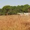 Ruínas - Chapadão do Rio Verde