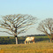 Vista Rural Estrada Tres Ranchos