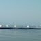 Revoada de cisnes brancos na Lagoa Mirim - viagem Brasília Santa Catarina em caiaque