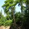 Cypress