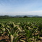 Plantação de Fumo